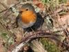 Roodborst  20230207  Gisteren een wandeling gemaakt bij de Rondgors. Fijn om het zonnetje weer eens in je gezicht te voelen. Niet veel vogels gezien en slechts eentje gaf me een kans voor een foto. En dat deed deze Robin ruimhartig. Het moet al gek gaan wil je op je wandeling niet meerdere roodborsten tegen komen. Deze kwam laag in een heg best dicht voorbij mij gehipt.