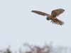Torenvalk  20230205  Met een moderne camera is het niet moeilijk om snel achter elkaar een aantal foto's te maken. Dat deed ik bij deze torenvalk en op de pc vormde ik met enkele foto's achter elkaar genomen een gif'je. Zo'n fotobestandje wordt dan een soort filmpje waarin de kenmerkende vleugelslagen te zien zijn. Frappant is hoe precies het rovertje de kop stil houdt zodat op de grond heel secuur gekeken kan worden.