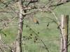 Roodborst  20230406  Robin mocht niet onze nationale vogel worden. Vogel is ook een groot woord maar voor mij is Robin toch ons nationaal vogeltje. Immers, op elke wandeling, het hele jaar door, laat de roodborst zich zien of horen. Niet alleen tijdens een wandeling want in de meeste tuinen is Robin ook present. Hier op het prikkeldraad langs een weide, ook heel kenmerkend. Zo met wat takjes erbij is het biotoop beter te herkennen lijkt me.