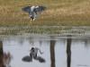 Blauwe reiger  20230317  Pannenhoef