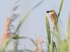 Rietzanger  20230827  Heb je een rietveld dan hoor je in de zomer vast ook de rietzanger. Hij laat zich graag uitgebreid en goed herkenbaar horen. Daarom zul je hem ook wel kunnen vinden. Het gaat best goed met deze vogel. Rond de 40.000 paartjes broeden er in ons land. Het broedsucces is ruim voldoende om de aantallen in ons land in stand te houden en zelfs de laatste tijd wat te laten stijgen. Een pareltje van onze rietvelden.