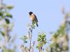 Roodborsttapuit  20231030  Een enorm succesverhaal is de roodborsttapuit. Tenminste, als je aan aantallen in ons land denkt. Nu kom je er ongeveer twintig keer zoveel tegen als in 2000. Niets mis mee want ze zijn mooi en niet te schuw. Het moet al gek zijn wil je er geen een tegen komen op een flinke wandeling door het buitengebied. Gelukkig laten ze zich vaak goed zien, in de regel op een weidepaal of hoog in een struik. Hier een mannetje, duidelijk kleurijker getekend dan het vrouwtje.
