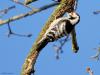 Kleine bonte specht  20240117  Precies een week geleden scheen de zon rond de middag, echt waar. Toen spotte ik deze kleine specht hoog in een boom in de Waaienberg. Klein betekent hier een lichaamslengte van 14 tot 16 cm, de vleugels geheel gespreid meet een spanwijdte van 25 tot 27 cm. De soort is duidelijk seksueel dimorf wat betreft de koptekening. Alleen het mannetje heeft een rode kruin, aan de zijkanten gebiesd met een zwarte streep. Het vrouwtje heeft een geheel zwarte kruin en is dus geheel 