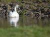 Knobbelzwaan  20241105  Toen ik naar de kijkhut Hillegersberg bij de Kraaijenberg in BoZ liep, kwam ik voorbij een poeltje in een weiland. Daarin zwom deze zwaan rond, in zijn of haar eentje. Nog een jong exemplaar denk ik, nog geen knobbel op de snavel en nog een flets gekleurde snavel. Niet te zien is of het een hij of zij is, daartussen is alleen een grootte verschil waarneembaar. Ik neem aan dat de knobbelzwaan hier niet blijft wonen en nog een ander definitief stekje moet gaan vinden?
