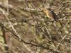 Roodborst  20241119  Oude Buisse Heide
