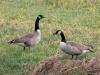 Canadese gans  20250214  Pannenhoef