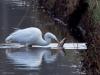 Grote Zilverreiger  20250304  Frappant dat in die kleine Turfvaart een zilverreiger zo een grote snoek te pakken kan nemen. Op de eerste foto is te zien hoe de reiger met zijn dolksnavel het lijf van de snoek heeft doorboord. De  tweede foto toont de snoek beter en laat zien dat de vis te groot is om op te eten. De derde foto laat de harde dierenwereld nog eens zien, er wordt om de buit gevochten.