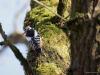 Middelste Bonte Specht  20250315  Grote bonte specht (Dendrocopus major) Een week terug zag ik kort na elkaar een middelste- en een grote bonte specht. Kon van beide een foto maken. Geen beste foto's maar wel foto's waarop kenmerkende verschillen tussen deze twee soorten te zien is. Let op het oog; bij de middelste zie je geen zwart maar veel wit en ook rood boven het oog, bij de grote zie je wel duidelijk zwart dicht bij het oog en alleen rood in de nek. Let op de omgeving; de middelste zoekt graag voedsel