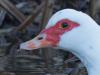 Muskuseend  20250311  Gisterenmorgen ging ik in Meer kijken bij De Mark. Zou daar wellicht de grote gele kwikstaart te zien zijn. Nee dus, die vogel niet gezien. Wel kwam er een grote eend aanvliegen die ik in De Mark zag landen. Kon er enkele foto's van maken. Het bleek een gedomesticeerde vorm van de wilde muskuseend te zijn. Kwam oorspronkelijk uit Zuid- en Midden-Amerika. De soort is vrij zeldzaam bij ons. Ik lees op internet: Rode lijst; Broedpopulatie, 50-100; Geschat maximum winter, 300-600; Geschat 
