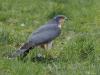 Sperwer  20250407  De sperwer liet zich nog een keer zien in mijn tuin. Vanuit de kamer kon ik hem op het gazon door de ruit vastleggen. Ging voorzichtig naar buiten. Het best wel kleine maar mooie mannetje vloog toen op en ging in een conifeer zitten. Daar kon ik zijn scherpe blik nog in mijn vizier krijgen.