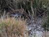 Watersnip  20250414  Yerseke