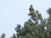 Torenvalk  20250423  Op de Oude Buisse Heide staan her en der majestueuze dennen. Ik zag een valkje landen in de top van een. Het werd een zoekplaatje maar ik vond hem. Ik hoopte op een boomvalk, want die komen nu ons land weer in, maar het bleek onze alledaagse en toch wat minder mooie torenvalk te zijn. Een vrouwtje volgens mij.