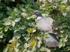 Houtduif  20250723  Ik heb niet alleen kersendieven in mijn tuin. Er vliegen namelijk ook krentendieven bij mij rond. De krenten zijn al ruim een maand op maar enkele dieven vliegen nog steeds hier rond. Zoals deze houtduif, een trouwe bewoner al jaren lang. De zware vogel heeft wat moeite op die dunne takjes, af en toe moet wat worden bij gefladderd. Lekker zijn die krentjes, ik lust ze zelf ook.