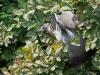 Houtduif  20250608  Tuin