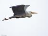 Blauwe reiger  20250529  Maatjes