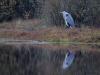 Blauwe Reiger  20260102  We zien momenteel niet veel vogels in ons buitengebied. Maar een blauwe reiger laat zich vaak nog wel eens zien. Komt ook omdat het een echt grote vogel is waar je niet snel naast kijkt. Toch zijn er minder in het land dan dat ik dacht, denk aan rond de 30.000 stuks. De meeste blauwe reigers verblijven in het winterhalfjaar in open land met veel sloten. Daar zitten nu ook Zweedse, Deense en Duitse vogels bij. Bij strenge vorst concentreren ze zich bij ijsvrije wateren. Onze eigen br