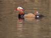 Mandarijneend  20260116  Vanmiddag spotte ik bij het sportpark in de Aa of Weerijs dit mooie exootje. Gauw eerst een foto door de houtwal gemaakt. Gelukkig zwom meneer later wat beter in beeld. Hij is wat kleiner dan een wilde eend. Ik zag hem al eerder daar, jaren geleden zelfs. Kennelijk heeft hij geen grote moeite met niet te zware winters en voelt ie zich wel thuis daar in de beek.