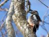 Middelste Bonte Specht  20260201  Gisterenmiddag in de Beneden Moeren liet deze middelste bonte specht zich zien boven in een grote eikenboom. Nu nog zonder blad kon ik wat foto's maken. Je denkt snel aan een grote bonte maar als je let op het wit rond het oog, het roze onder de stuit en het kleine snaveltje dan is het onderscheid toch wel duidelijk.