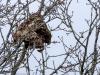 Aziatische hoornaar  20260205  Een kennis van mij leerde me dat dit een nest is van de aziatische hoornaar. Nu, vorige week gefotografeerd, geheel verlaten, afgeschreven, want het wordt maar eenmalig gebruikt. Alleen bevruchte jonge koninginnen blijven in de winter in leven en kunnen zo de soort voort zetten. Wordt het kouder de 10°C dan verlaten de toekomstige koninginnen het nest om een beschutte plek te zoeken voor hun winterslaap. De oude koningin, de werksters en de mannetjes zijn dan al dood gegaan do
