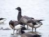 Rotgans  20230119  Schakerloopolder
