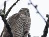 Sperwer  20260129  Gistermiddag kwam ze weer op bezoek bij mij in de tuin. Hoog in de kersenboom bleef ze een heel eindje zitten. Ze liet zelfs toe dat ik voorzichtig naar buiten ging en wat foto's kon maken. Het was erg mistroostig weer maar deze brute rover kleurde de dag toch even flink op.