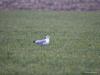 Stormmeeuw  20260214  Meeuwen, ik denk dat veel mensen onvoldoende waardering voor deze vogels hebben? Want zijn het geen mooie vogels, sierlijke vliegers? Het is niet altijd makkelijk om ze goed te herkennen. Het duurt wel drie jaar eer het juveniele kleed geheel is vervangen door het volwassen kleed. En met name in het juveniele kleed zijn een aantal soorten best moeilijk te onderscheiden. Deze stormmeeuw kunnen we bij ons ook aantreffen, vooral in de wintermaanden en dan zelfs in grote groepen in de weil