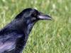 Zwarte kraai  20260223  De zwarte kraai eet wormen, insecten, fruit, zaden, keukenafval maar ook eieren en jonge vogels. Mede vanwege dat laatste is de vogel niet populair. Toch zijn het eigenlijk lieve beesten. Ze zoeken een levenspartner voor het leven, monogaam zijn ze. De zwarte kraai is geen koloniebroeder en broedt vanaf eind maart tot juni. Het stel bouwt een nest van takken en modder, met zachte materialen zoals gras en veren aan de binnenkant. Vier tot vijf blauwgroene gespikkelde eieren met donker