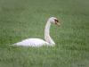 Knobbelzwaan  20260301  Maxburg