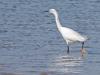 Kleine zilverreiger  20260409  Oesterdam
