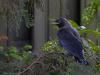 Kauw  20260525  Tuin