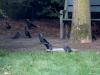 Kauw  20260525  Tuin