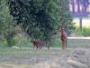 Ree  20260529  Maatjes