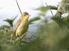 Spotvogel  20260601  Bleeke Heide