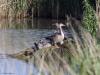 Grauwe gans  20260522  Calfven