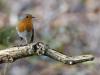 Roodborst  20240406  Oude Buisse Heide