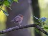 Roodborst  20260611  Pannenhoef