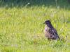 Buizerd  20260709  Beemden