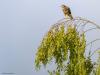 Buizerd  20260709  Beemden