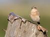 Tapuit  20260803  Maatjes