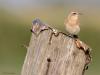 Tapuit  20260804  en Roodborsttapuit (Saxicola rubicola) Gisteren kwam ik in de Maatjes twee mooie zangvogeltjes tegen met beide 'tapuit' in hun naam. Toch is er maar eentje een echte tapuit en dat is, niet verrassend, de Tapuit ofwel de echte Oenanthe die al op najaarstrek was. De andere, de Roodborsttapuit is een Saxicola, net als bijvoorbeeld een Paapje. Wel zijn beide vogeltjes een Muscicapidae ofwel beide behoren tot de familie van de vliegenvangers. Wel echte familie van elkaar dus.