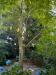 Walnootboorvlieg  20260720  Tuin