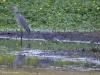 Blauwe reiger  20260815  Maatjes Riethoek