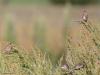 Kneu  20260825  Bakkersmeer