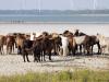 Koe  20260810  Markiezaatsmeer
