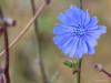 Wilde cichorei  20260811  Vogels zijn niet het enige mooie in de natuur, struiken planten bloemen natuurlijk ook. Zo ook deze hel blauwe bloem in de struik die ik tegen kwam in de Bleke Heide. Het is wilde cichorei. Een plant die een archeofyt wordt genoemd omdat deze is ingeburgerd in Nederland en België al voor 1500. Je komt hem tegen op vochtige, matig voedselrijke bodems in grazige vegetaties, in wegbermen maar ook op braakliggende grond. Tegenwoordig gaat Wilde cichorei vooruit, o.a. doordat zij vaak u