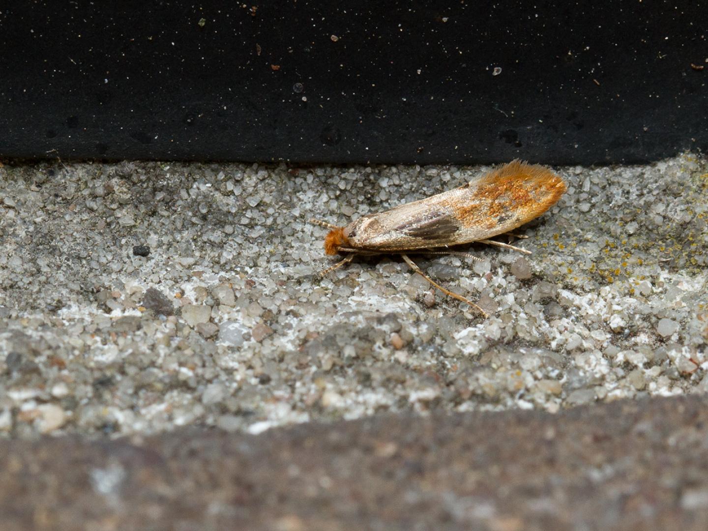 Tuin bij buitenlamp / 20140608