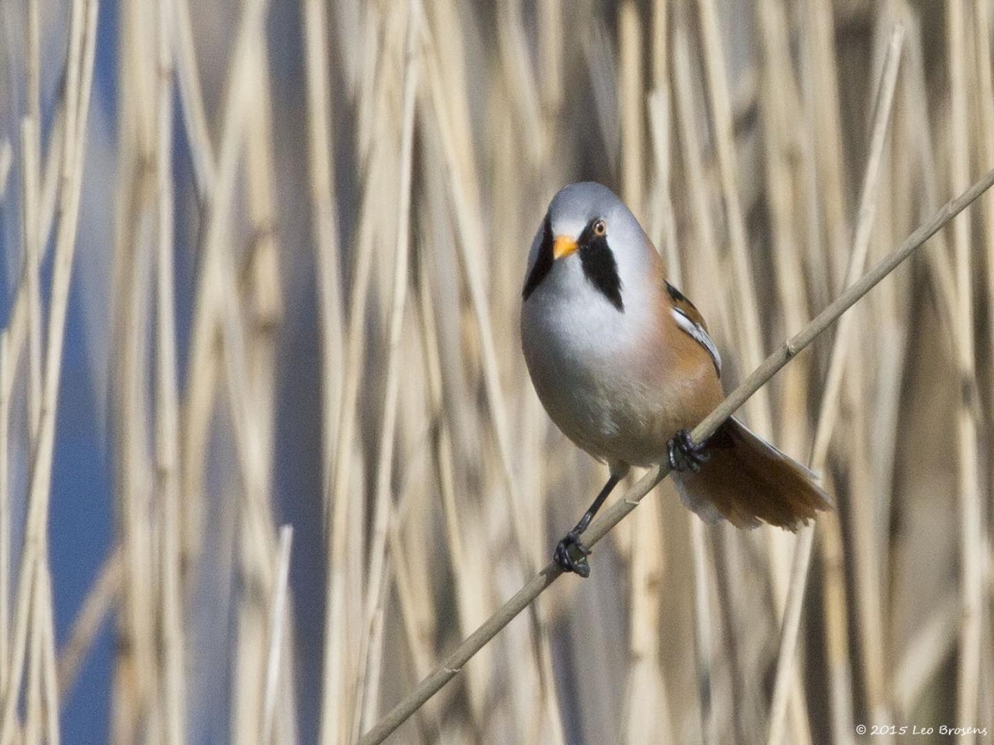 Zeeland / Colijnsplaat / 20160412