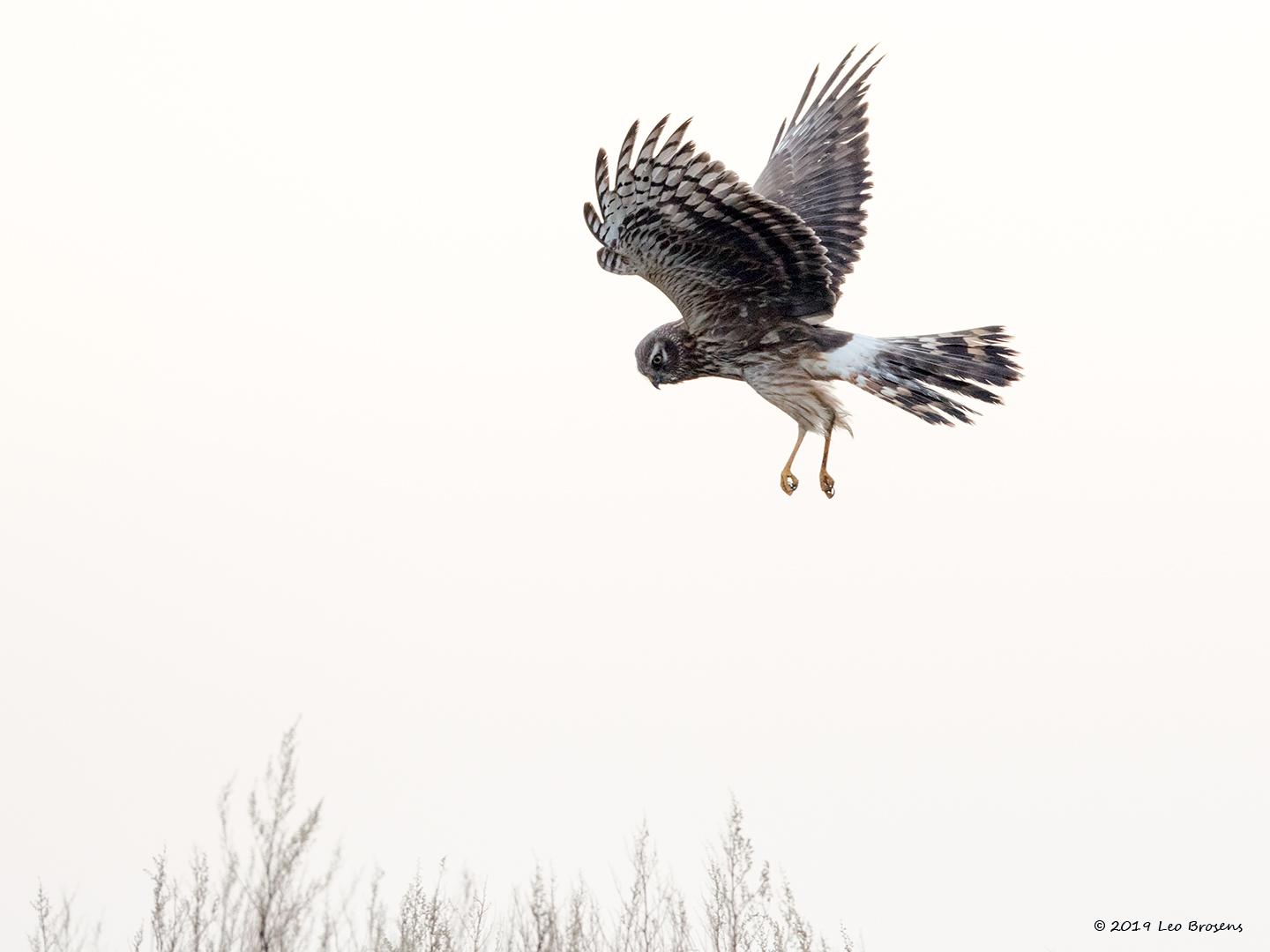 20190125 Blauwe Kiekendief Een mooie flink grote roofvogel is deze kiekendief. Te herkennen aan de typische manier van vliegen, laag, trage vleugelslag, vleugels iets in v vorm. Hier is dit vrouwtje, het is een vrouwtje want dat is te zien aan de witte stuit, gefocused op iets beneden haar vandaar de uithangende poten. Het witte masker bij de ogen is ook een kenmerk. Enkele honderden noordelijke vogels overwinteren verspreid over het land. Ze gebruiken gezamenlijke slaapplaatsen in hoogveen- en heidegebiede