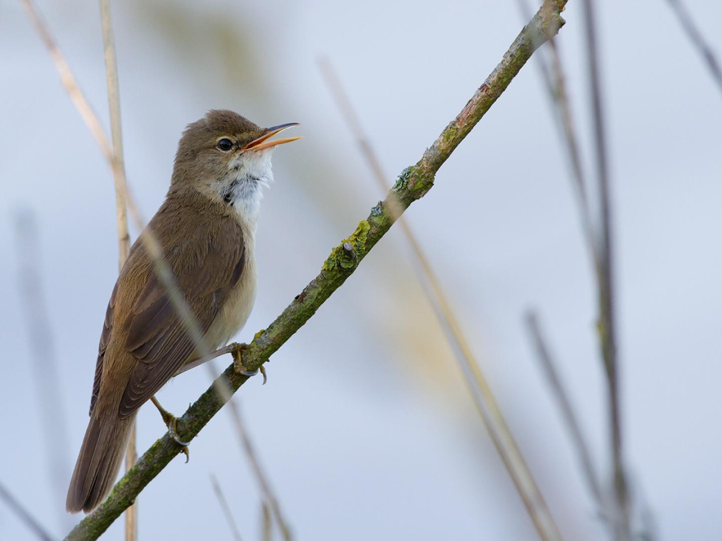 20120528 Bosrietzanger