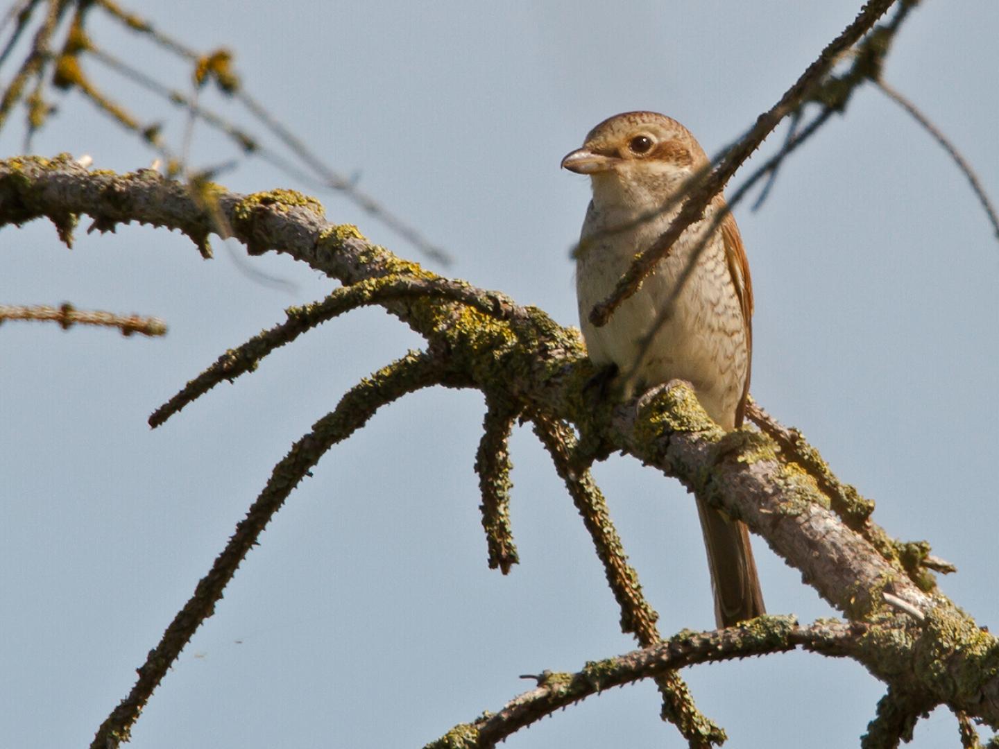 20120817 Grauwe klauwier